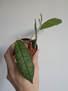 Hoya callistophylla