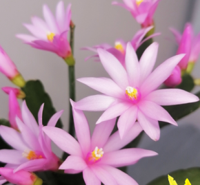 Schlumbergera - Velikonoční kaktus: světle růž. noid (řízek)