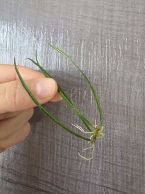 Hoya stenophylla