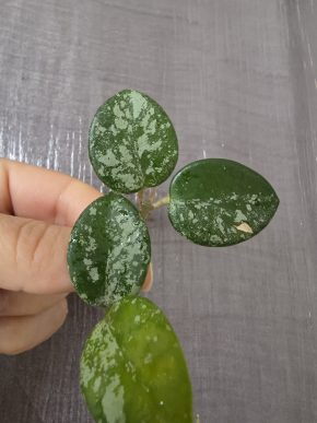 Hoya 'Mathilde' splash - řízek