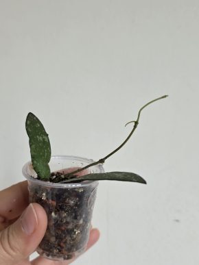 Hoya sigillatis