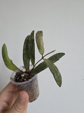 Hoya sigillatis