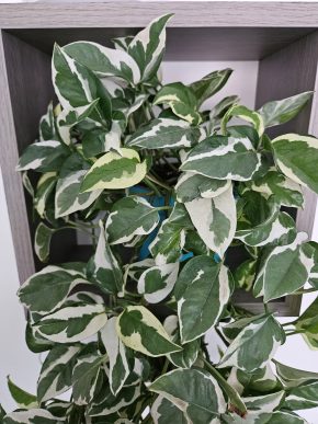 Epipremnum N'joy