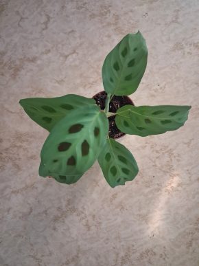 Maranta