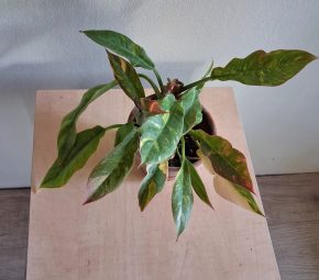 Philodendron Ring of Fire