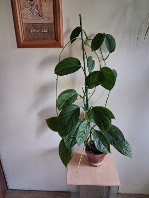 Monstera Peru