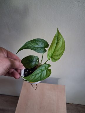 Monstera Siltepecana