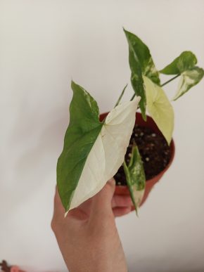 Syngonium Albo