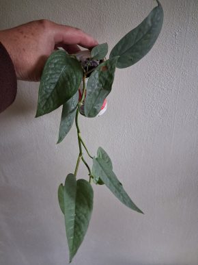 Epipremnum Cebu blue