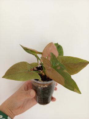 Syngonium Red Spot