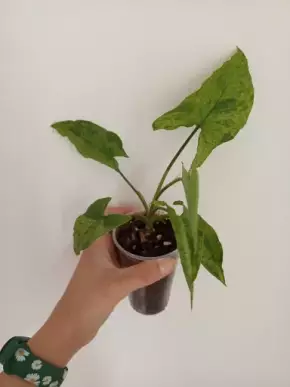 Syngonium Mojito