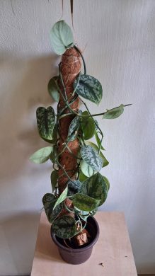 Scindapsus Exotica