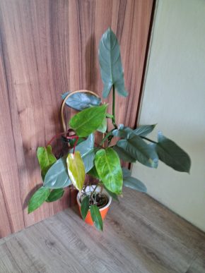 Philodendron hastatum Silver Sword + Painted Lady
