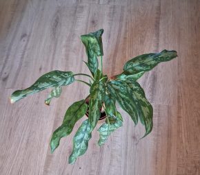 Aglaonema spící panna