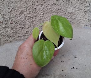 Scindapsus Lemon Lime