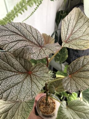 Begonia Sindibadova - vrcholový řizek .