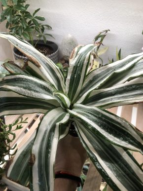 Dracaena deremensis “White Jewel” 🌸