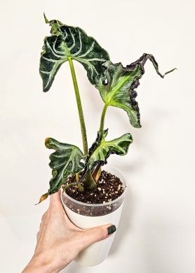 Alocasia Loco - Hlízka