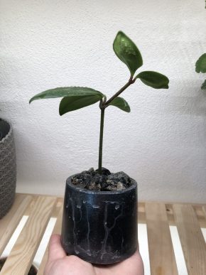 Peperomia Tetraphylla v květináčku 🌸