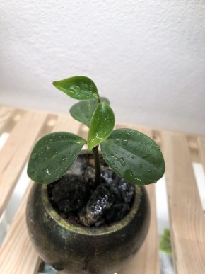 Peperomia Tetraphylla v květináči 🌸