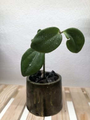 Peperomia Tetraphylla v květináči