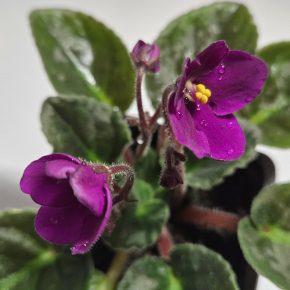 Fialka tmavě růžová, nakvétá