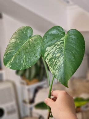 Monstera Deliciosa mint
