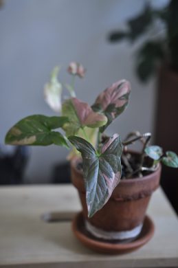 Sbírka pokojových rostlin Syngonium