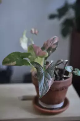 Sbírka pokojových rostlin Syngonium