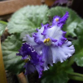 Fialka bílofialová "curly"