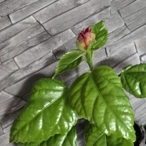 Ibišek červený,  nakvétající sadička