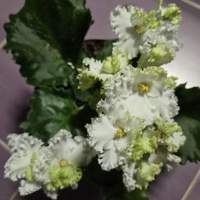 Fialka bílá "curly"