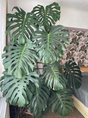 Monstera skvostná