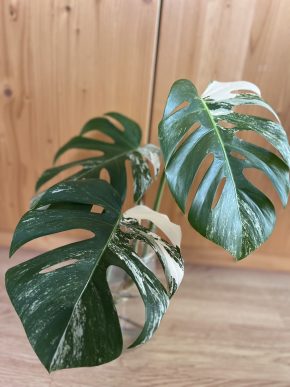 Monstera deliciosa albo variegata