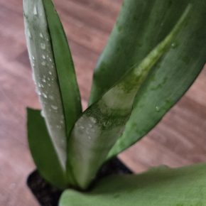 Dracaena trifasciata,  sadička