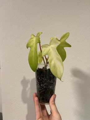 Philodendron Florida Ghost