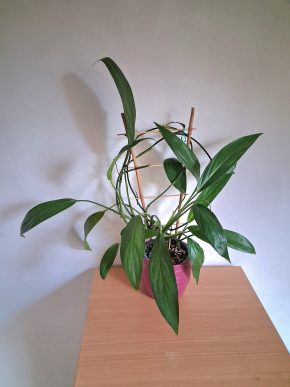 Epipremnum Amplissimum