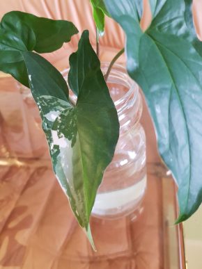 Syngonium Albo Variegata - čerstvý vrcholový řízek