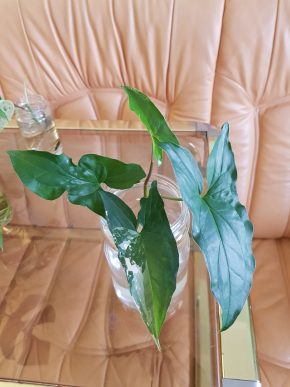 Syngonium Albo Variegata - čerstvý vrcholový řízek