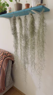 Tillandsia usneoides