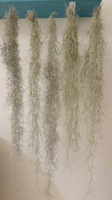 Tillandsia usneoides