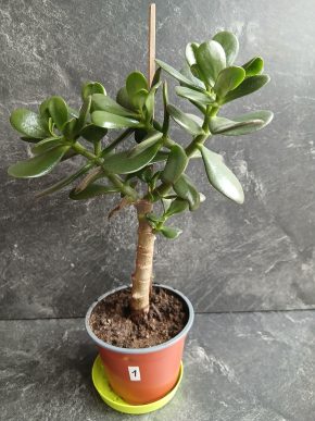 Crassula Ovata - Tlustice – symbol štěstí a prosperity. Balíkovna v listopadu  50 kč.