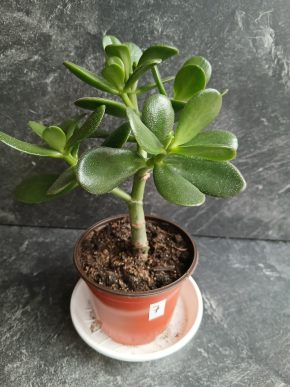 Crassula Ovata - Tlustice – symbol štěstí a prosperity.