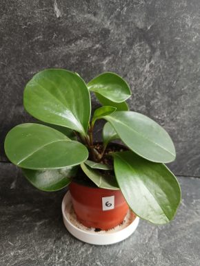 Peperomia Obtusifolia – užitečná pokojová rostlina. Balíkovna v listopadu 50 kč.