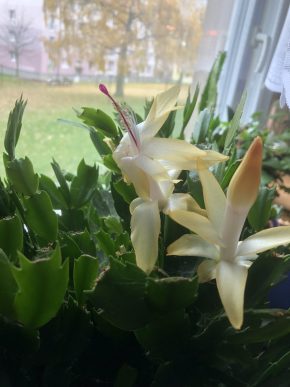 Schlumbergera truncata Mix barev (vánoční kaktus)