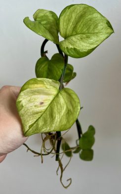 Epipremnum Harlequin