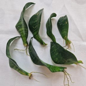 Sansevieria Green Hahnii