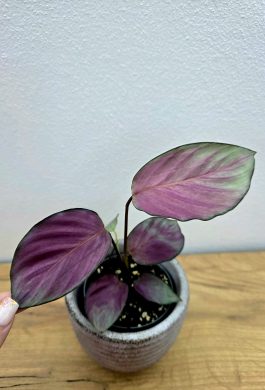 Calathea Silver Plate