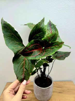 Cyrtosperma Johnstonii