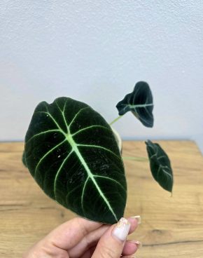 Alocasia Black Velvet
